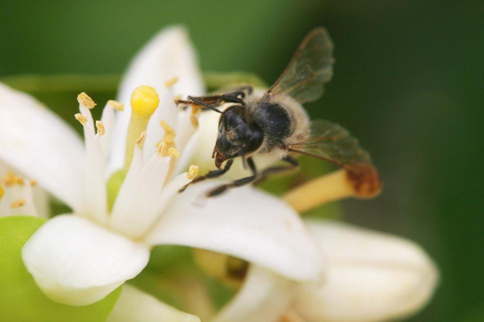 Free Image of Bee on a white flower 
