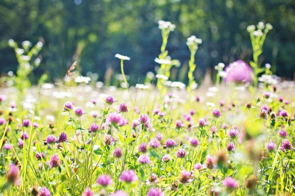 Free Image of Wildflowers  