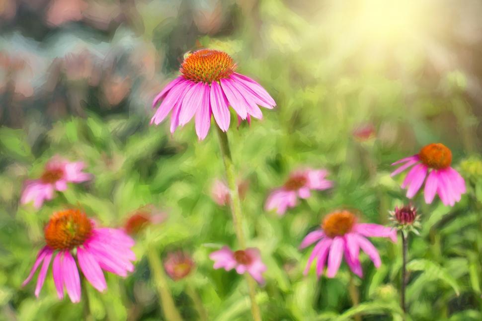 Free Image of Pink flowers 