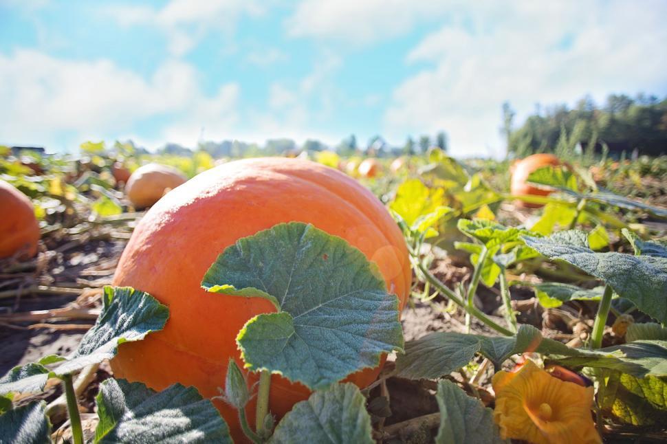 Free Image of Pumpkin patch 