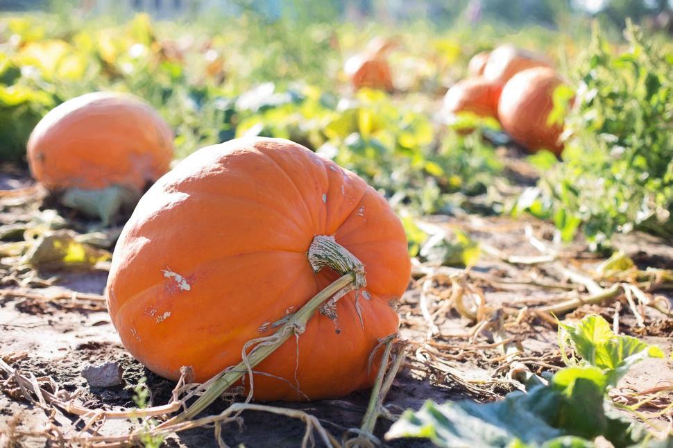 Free Image of Orange Pumpkins at the farm 