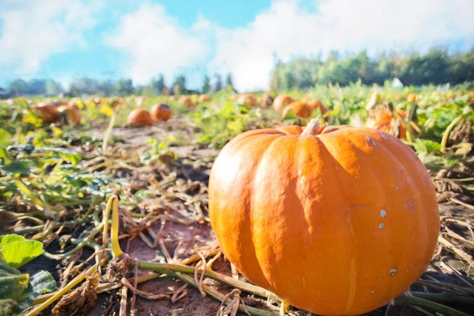 Free Image of Giant pumpkin 
