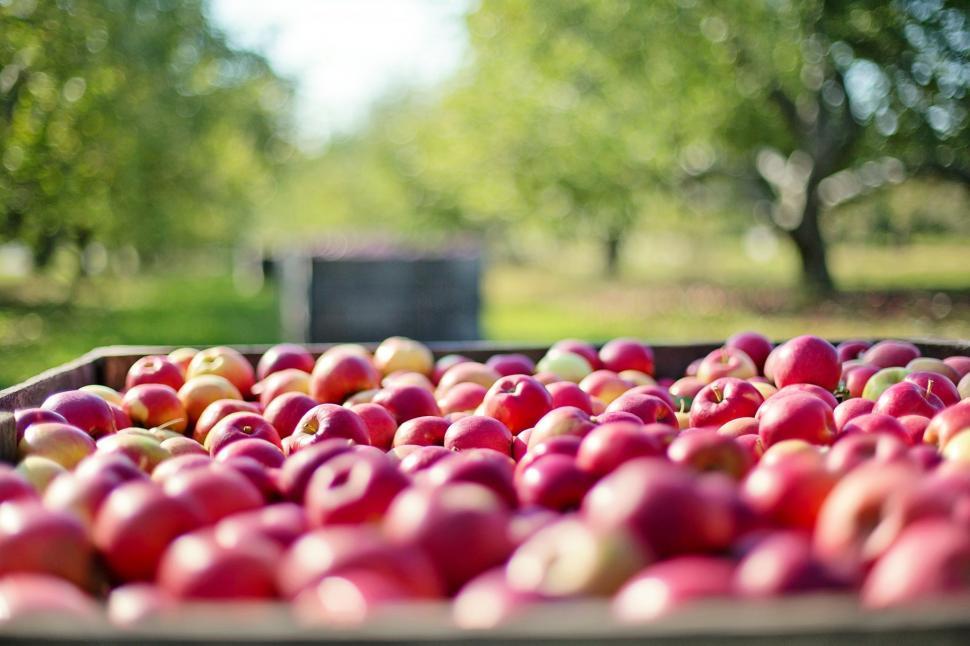 Free Image of Red Apples  