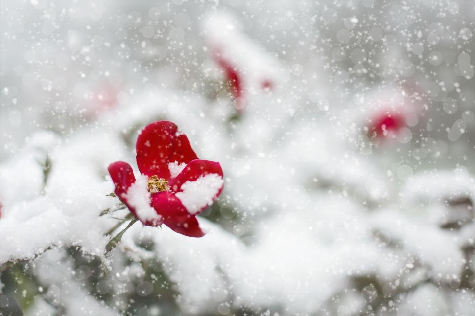 Free Image of Flower in snow 