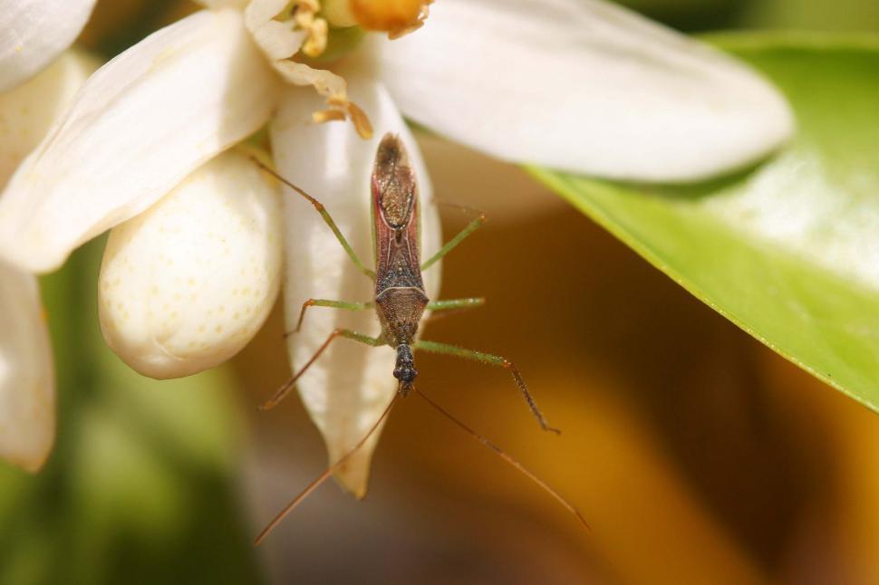 Free Image of Bug on a flower 