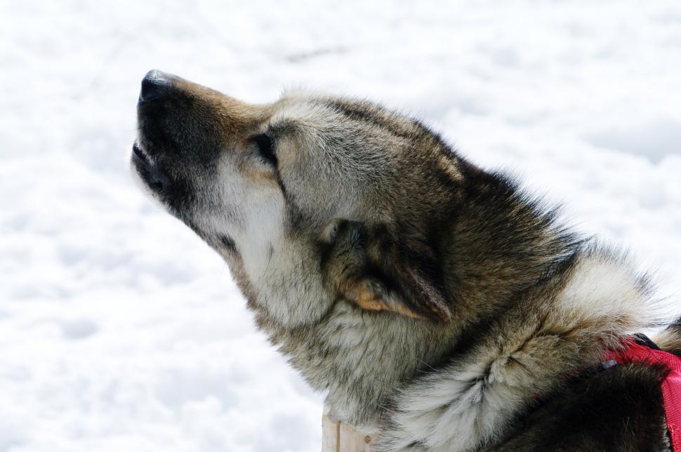 Free Image of Husky Dog in Snow With Red Collar 