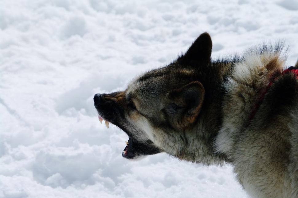 Free Image of Dog Standing in Snow With Mouth Open 