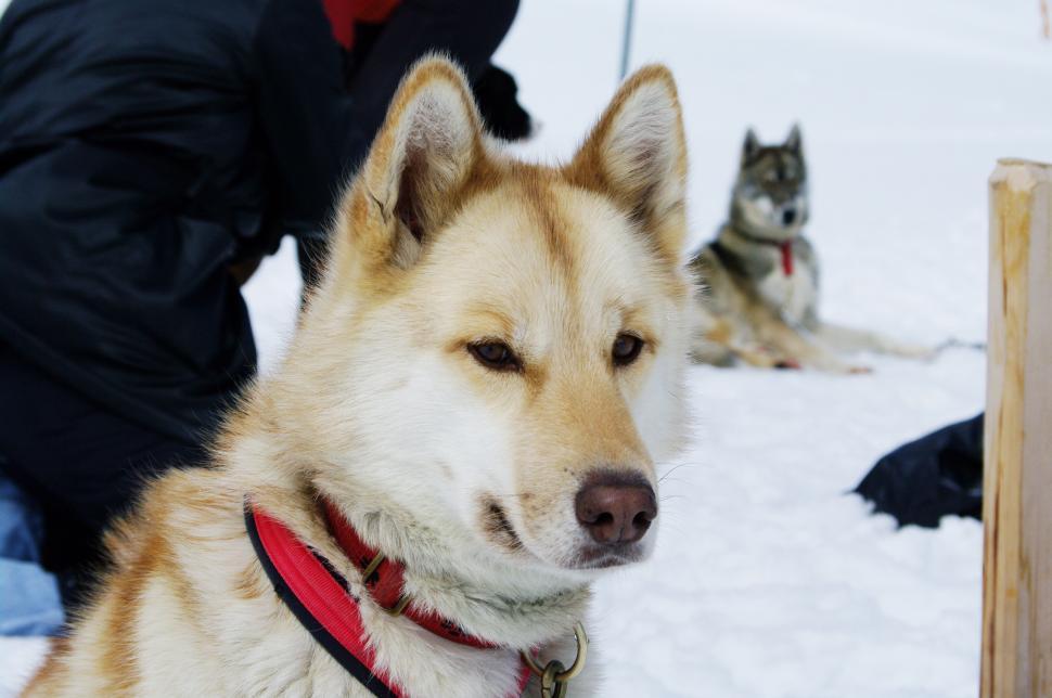 Free Image of Dog Sitting in Snow With Person 