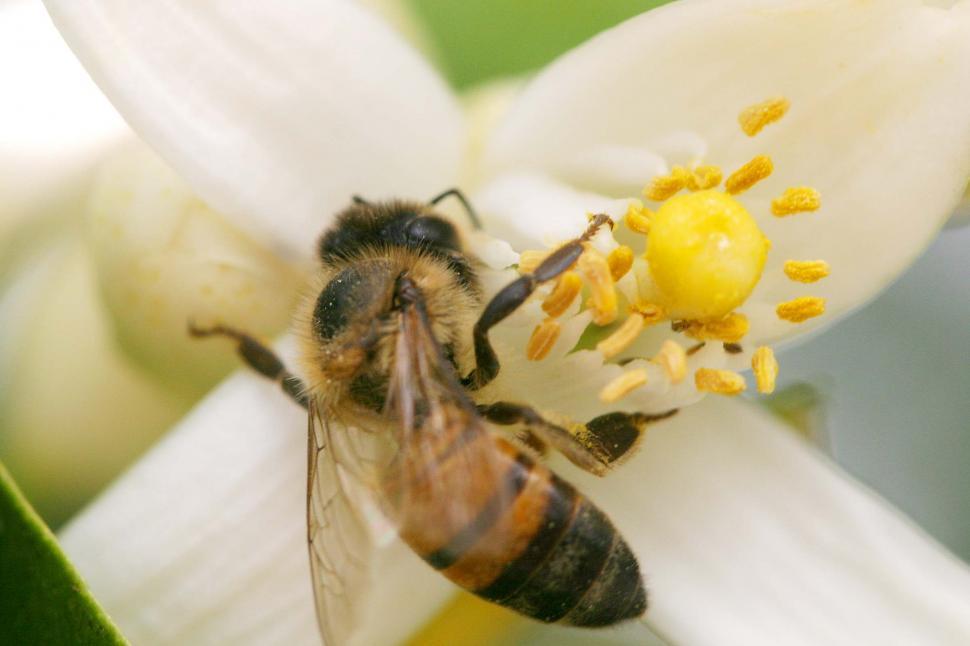 Free Image of Bee on a Flower 