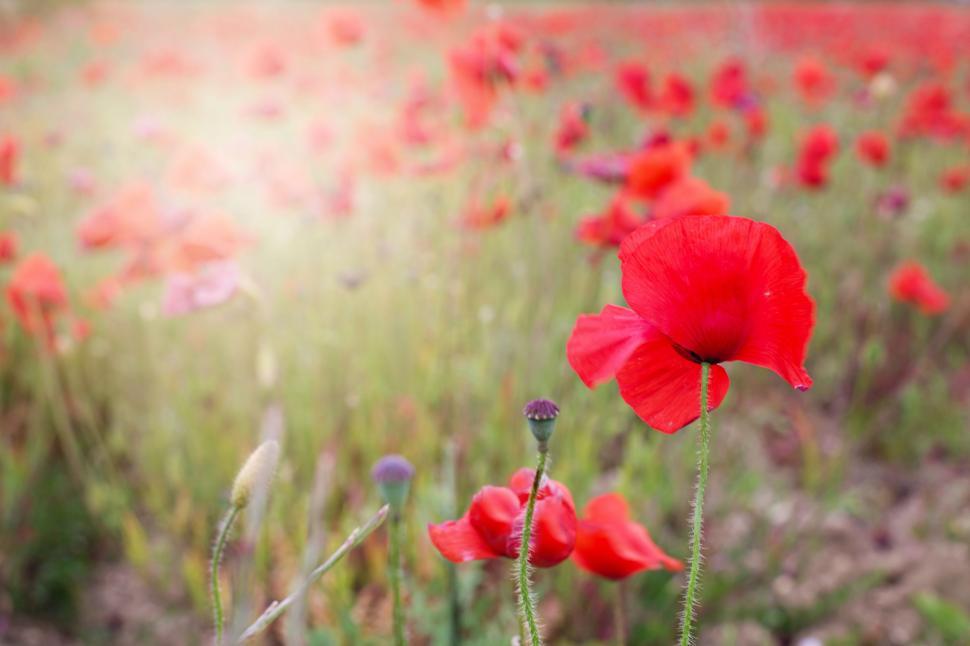 Free Image of Red Poppy Flowers  