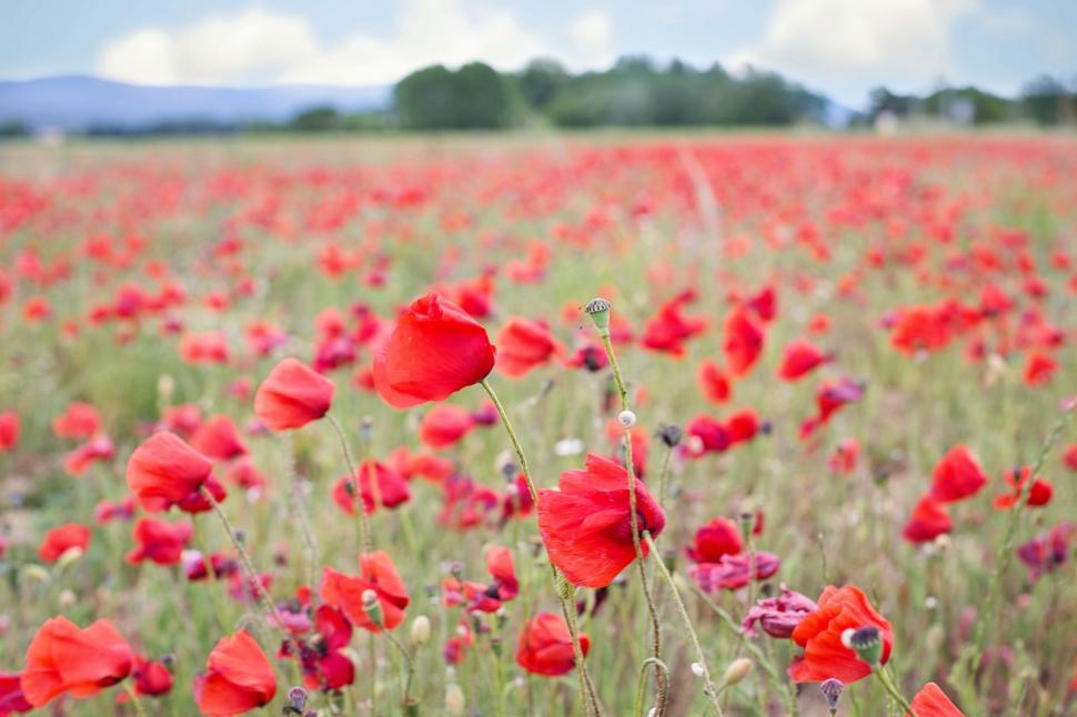 Free Image of Poppy Flower Field 