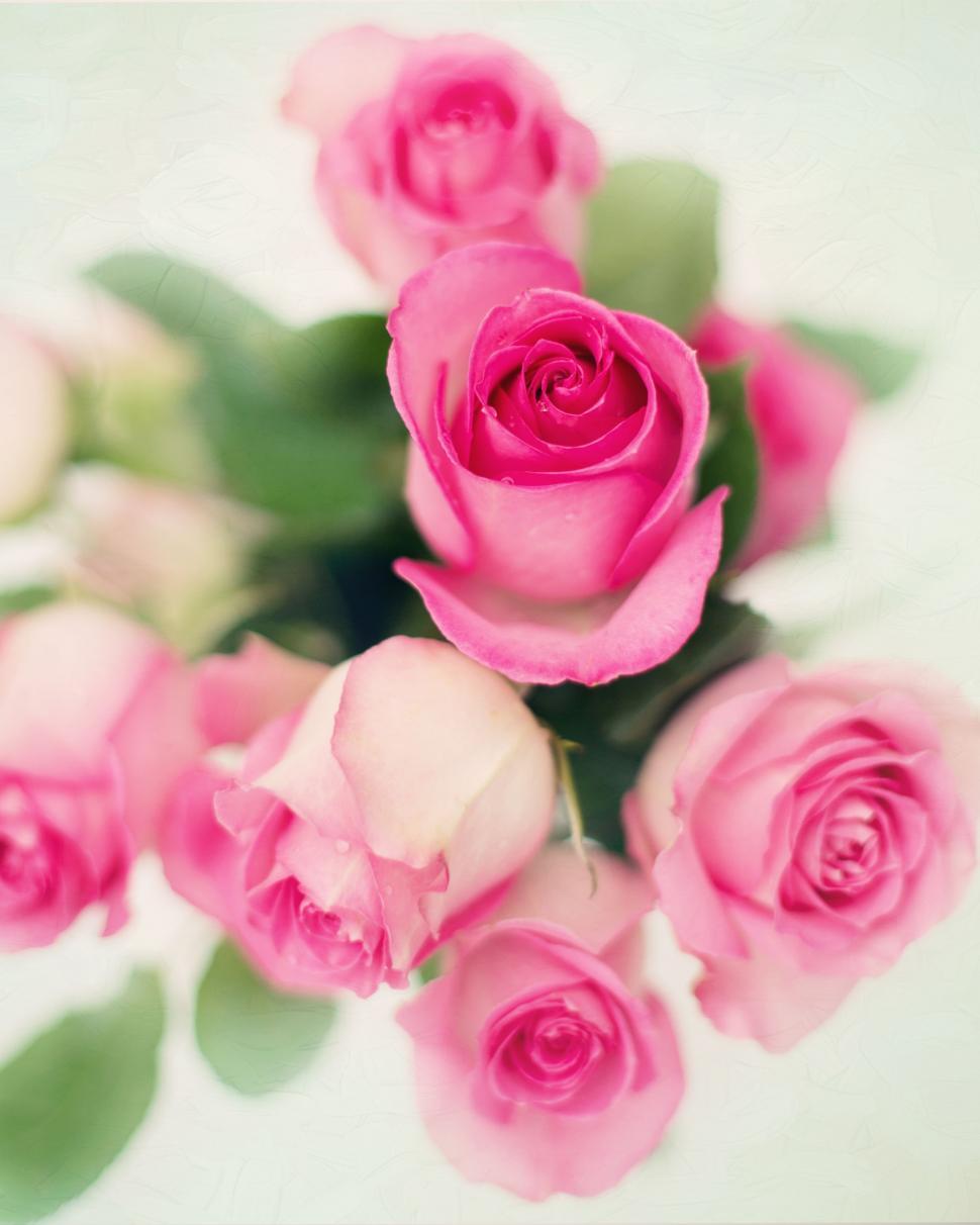 Free Image of Pink Roses 