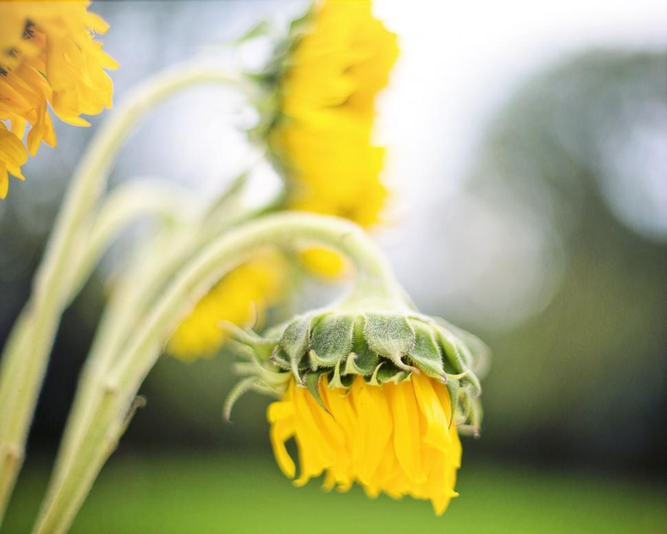 Free Image of Sunflowers in field 