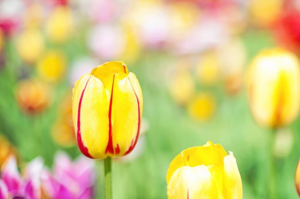 Free Image of Yellow Tulips 