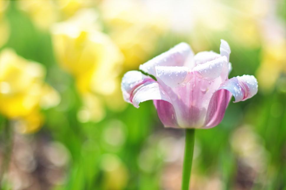 Free Image of Pink Tulip with water drops  