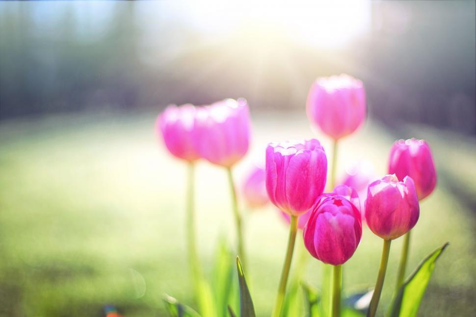 Free Image of Blooming Pink Flowers  