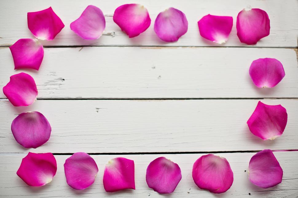 Free Image of Rose Petals - Frame 