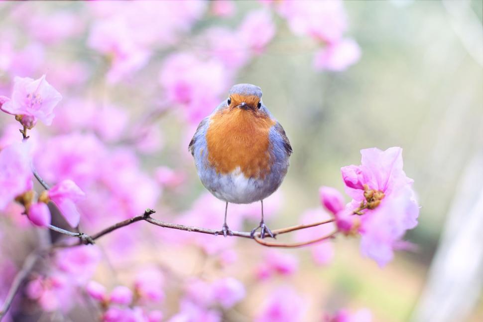 Free Image of European robin 