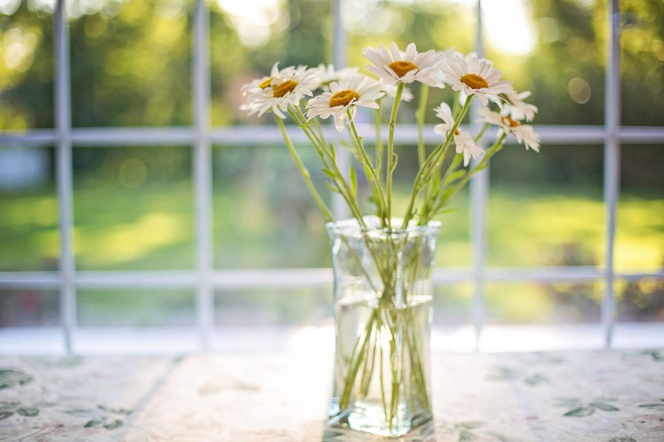 Free Image of White Flowers in Glass Vase 