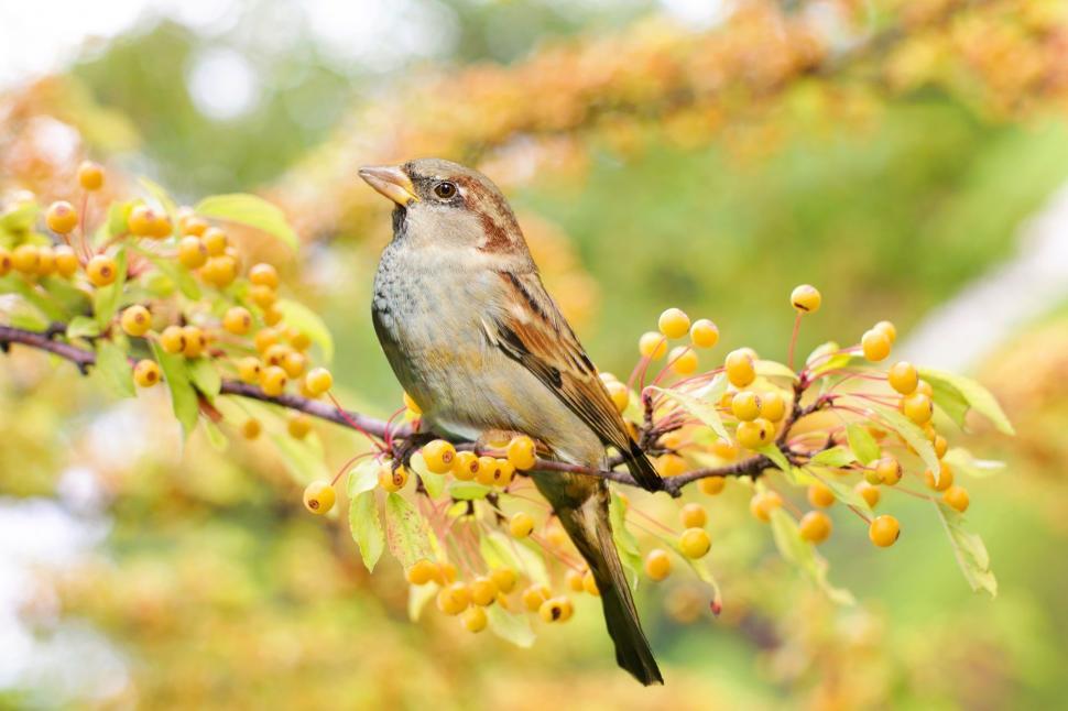 Free Image of Old World sparrow 