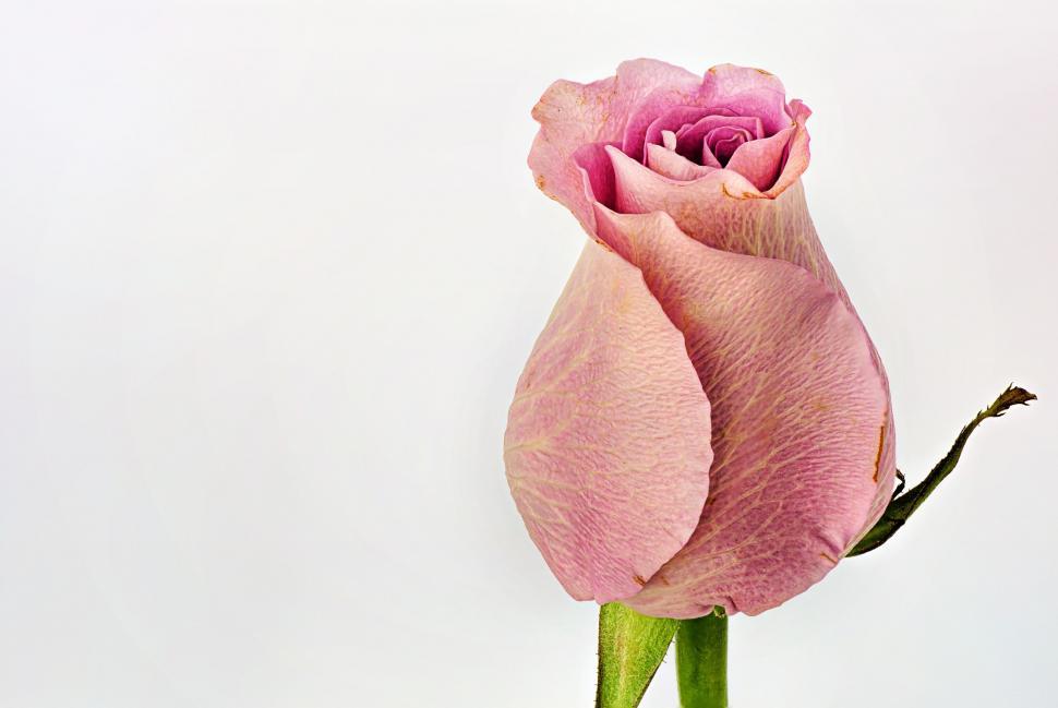 Free Image of Pink Rose - Space for text 