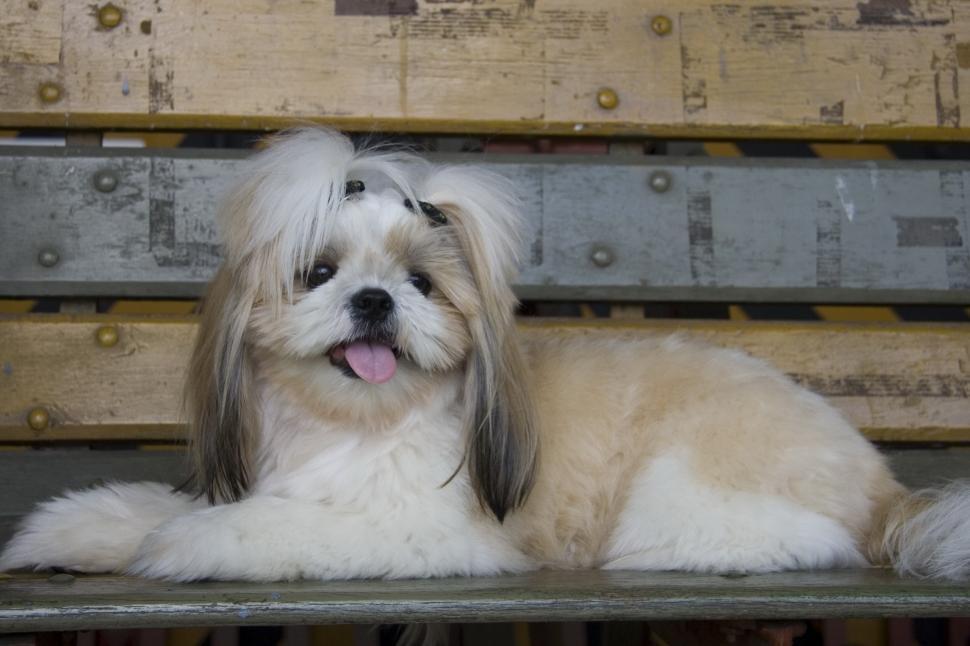 Free Image of Small White Dog Resting on Wooden Bench 