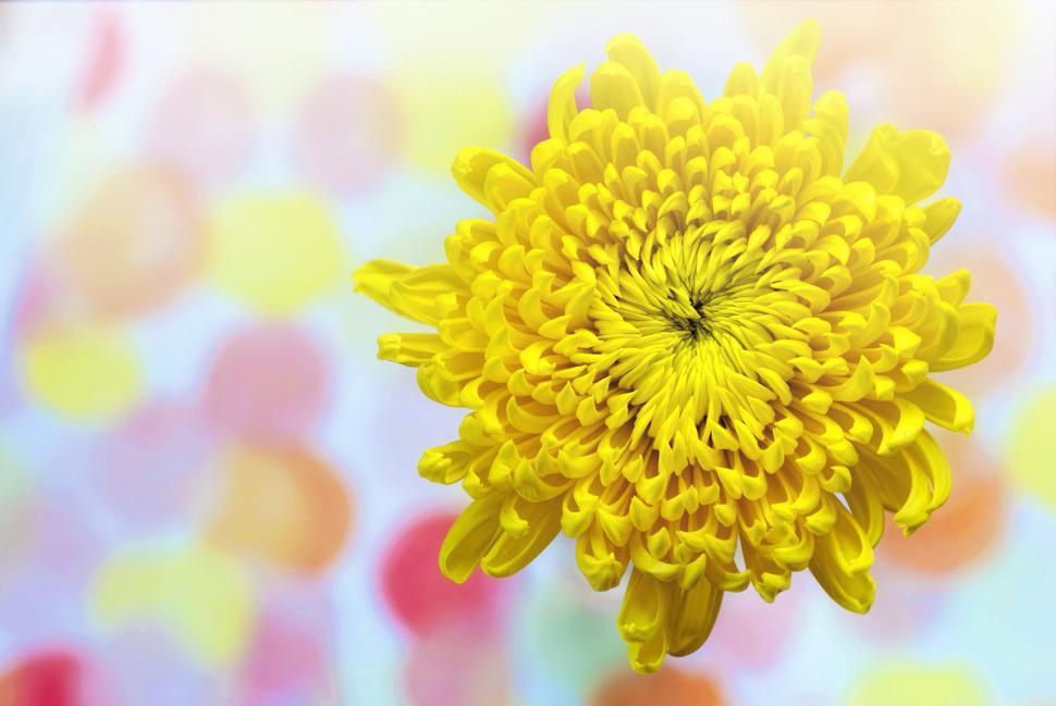 Free Image of Yellow Flower 