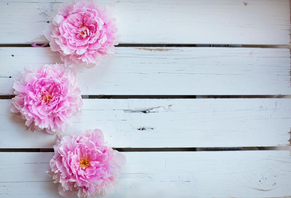 Free Image of Peony Flowers - Background  
