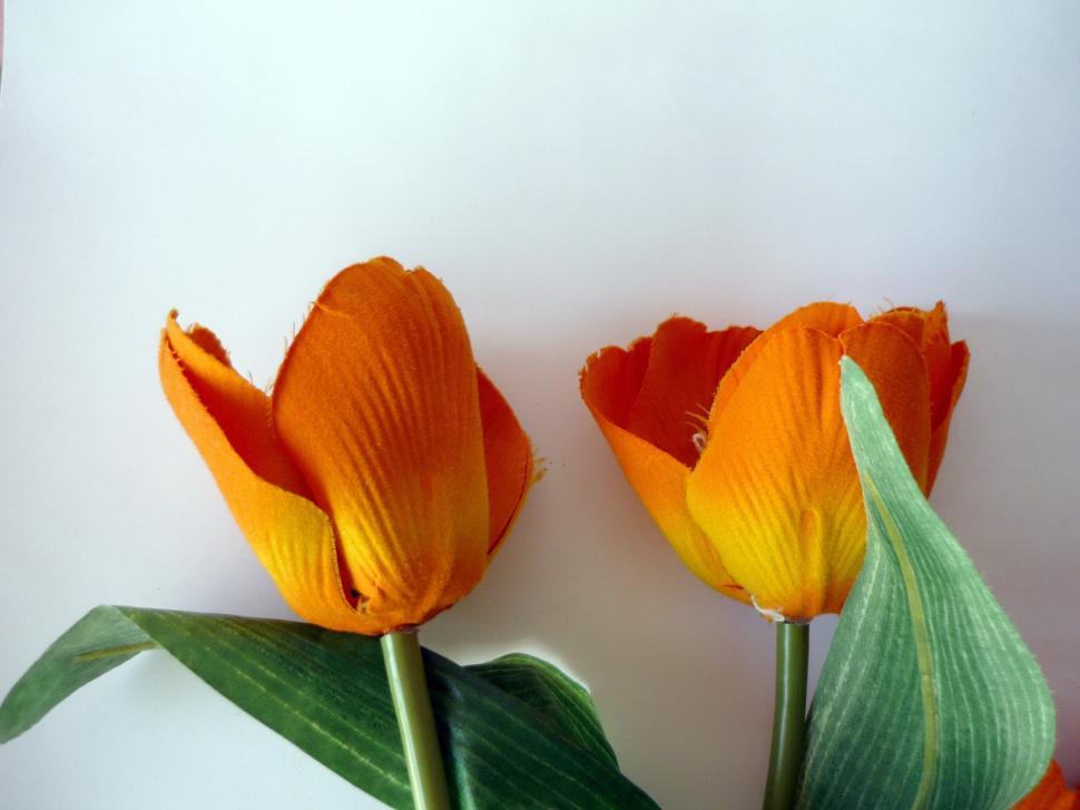 Free Image of Orange Tulips 