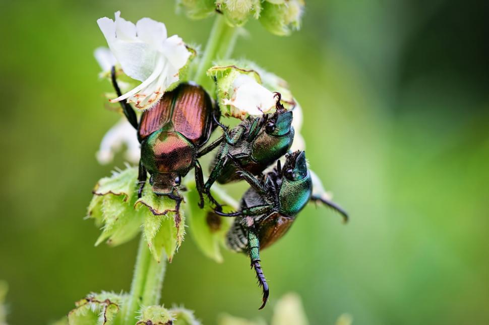 Free Image of June beetles 