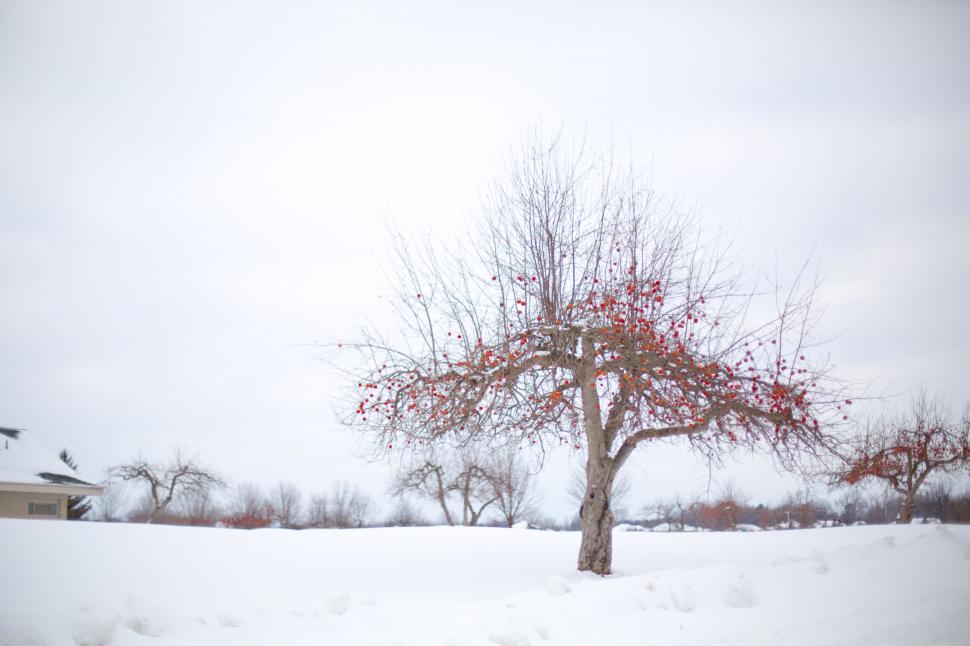 Free Image of Apple trees with snow 