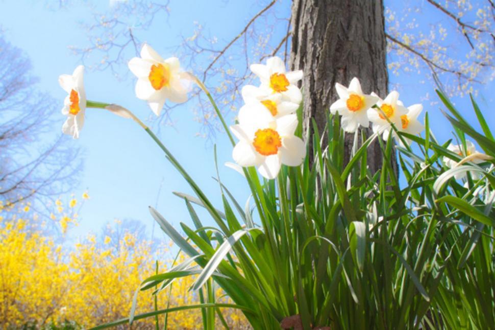 Free Image of White Flowers 
