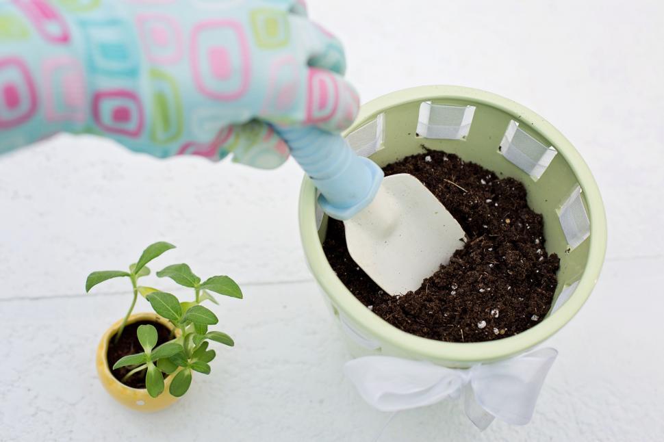 Free Image of Planting seeds 