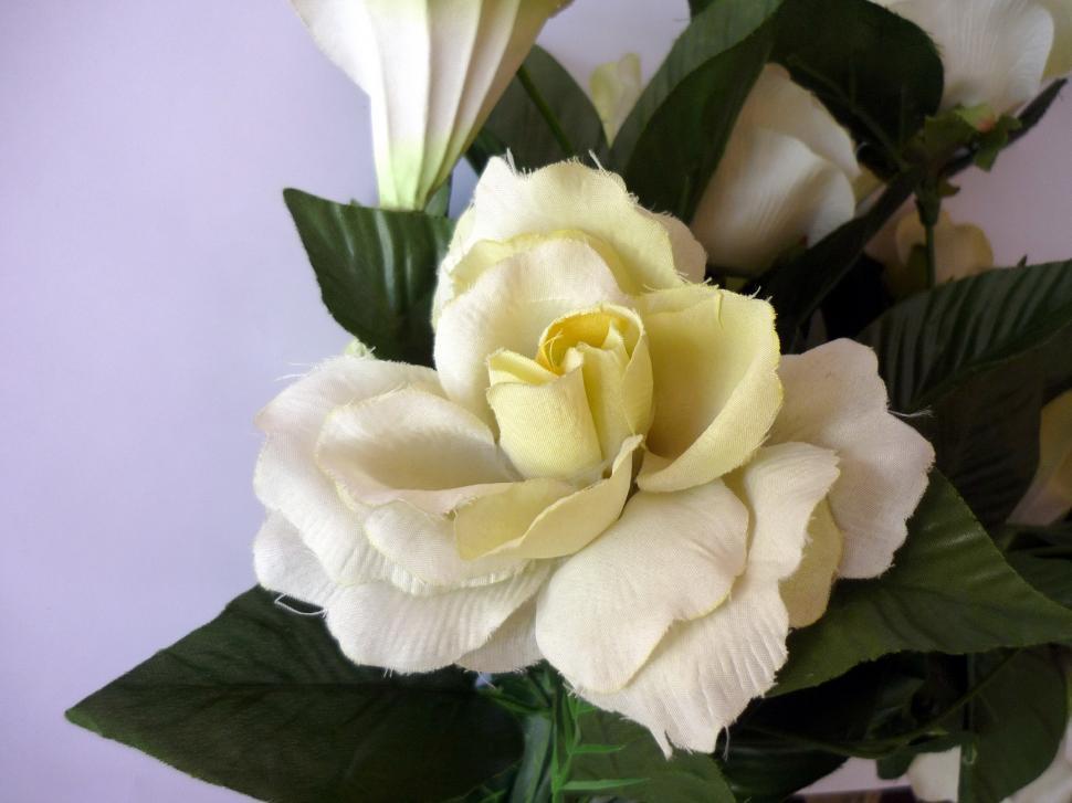 Free Image of White Rose 