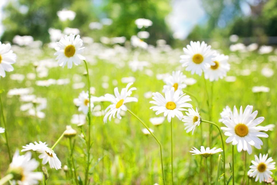 Free Image of White daisies 