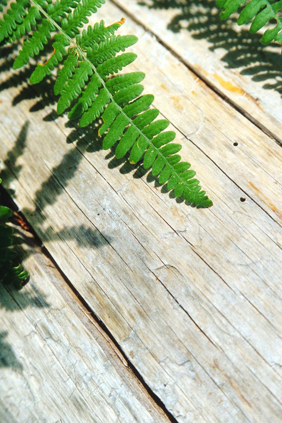 Free Image of Fern leaves on bleached wood 