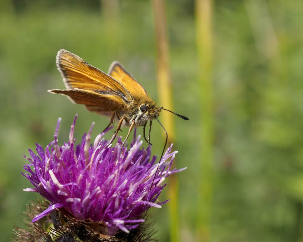 Free Image of Skipper butterfly feeding 