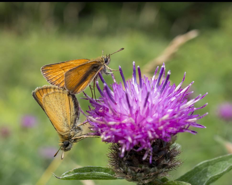 Free Image of Skipper butterflies mating  