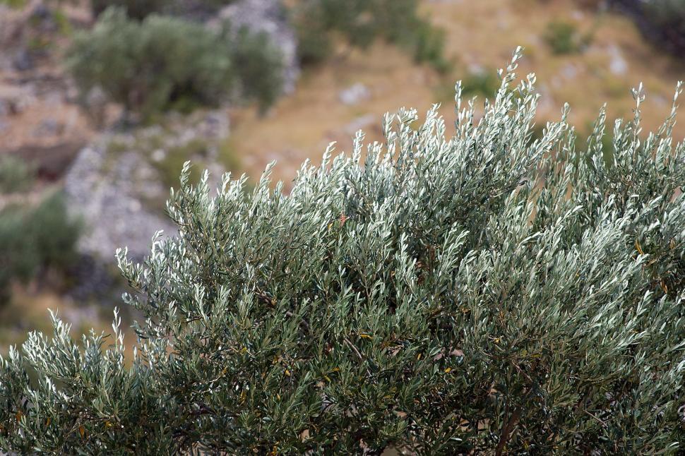 Free Image of Olive tree 3 