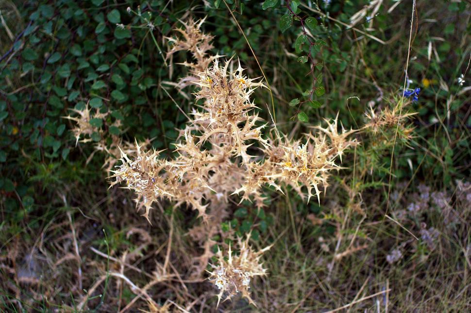 Free Image of Weeds 