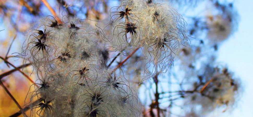 Free Image of Cotton balls 