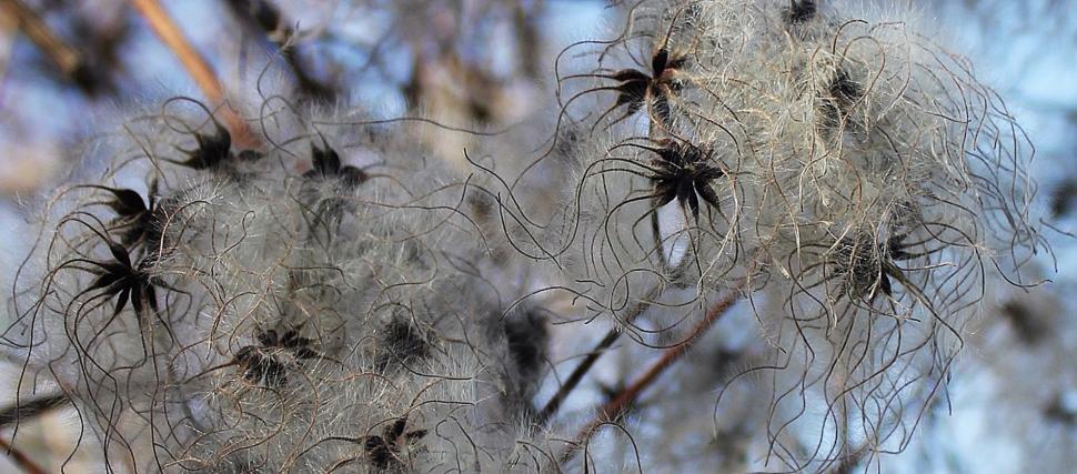 Free Image of Cotton balls on tree  