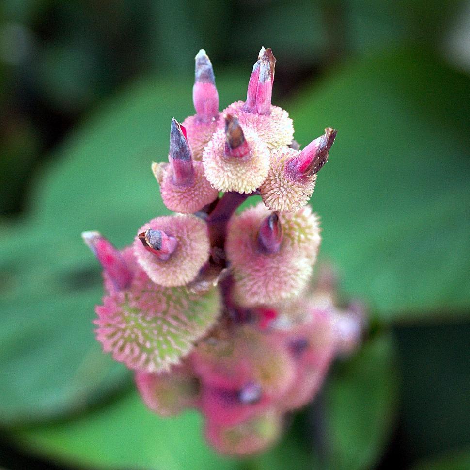 Free Image of Flowers 