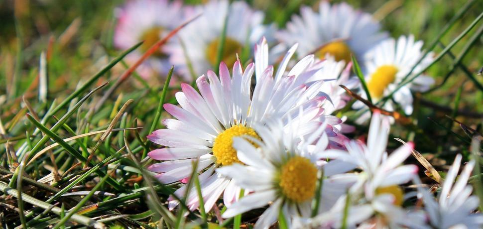 Free Image of White Daisy Flowers  
