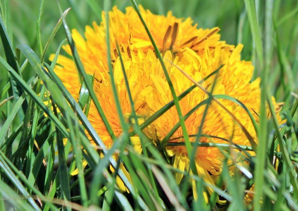Free Image of Yellow Dandelion Flower 