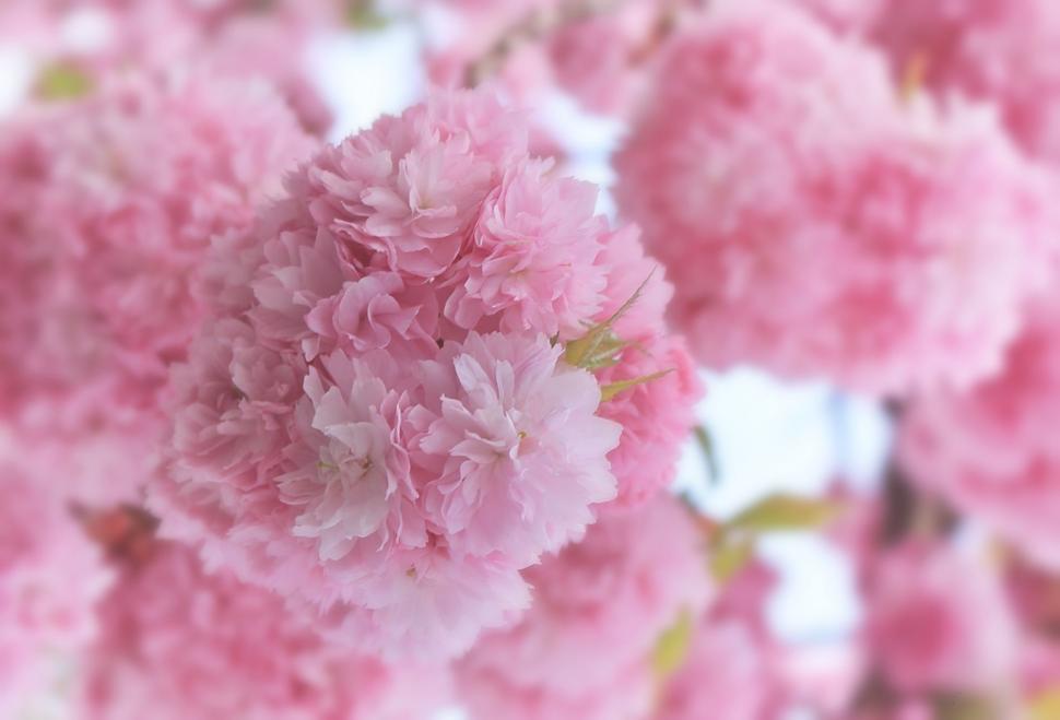 Free Image of Pink Flowers 
