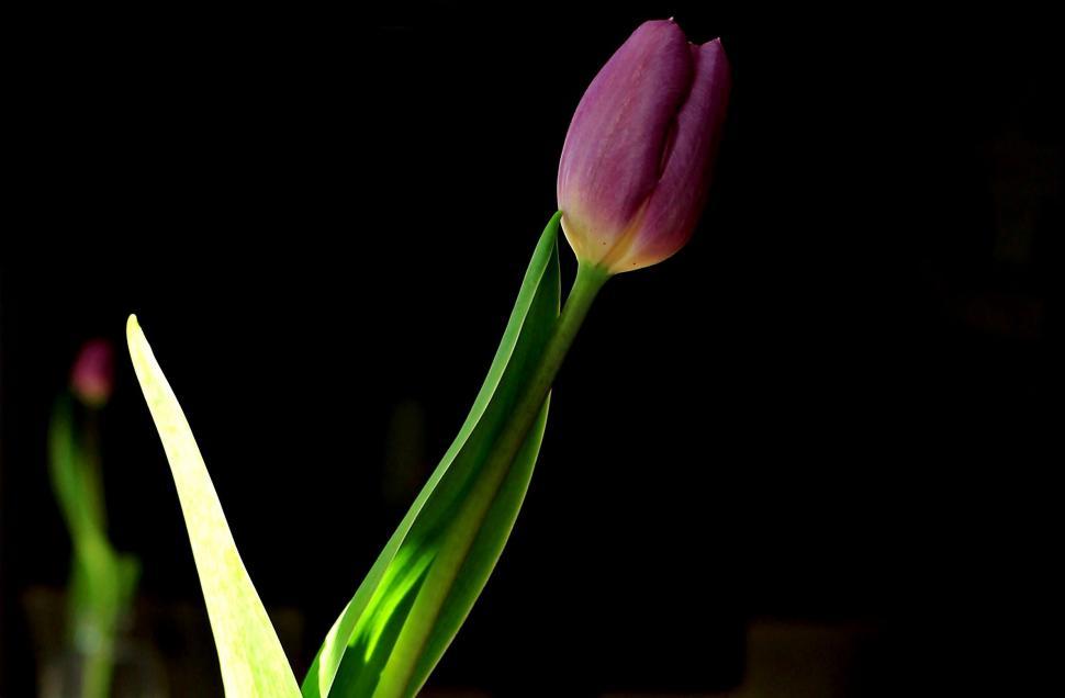 Free Image of Pink Tulip Flower 