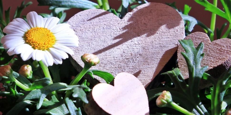 Free Image of White Daisy Flowers and Hearts 