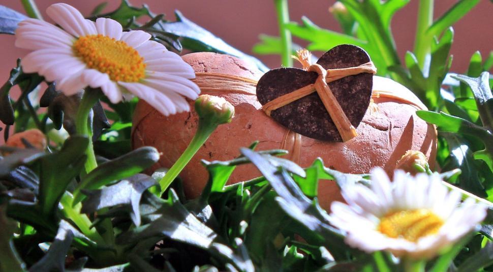 Free Image of Daisy Flowers and Heart 