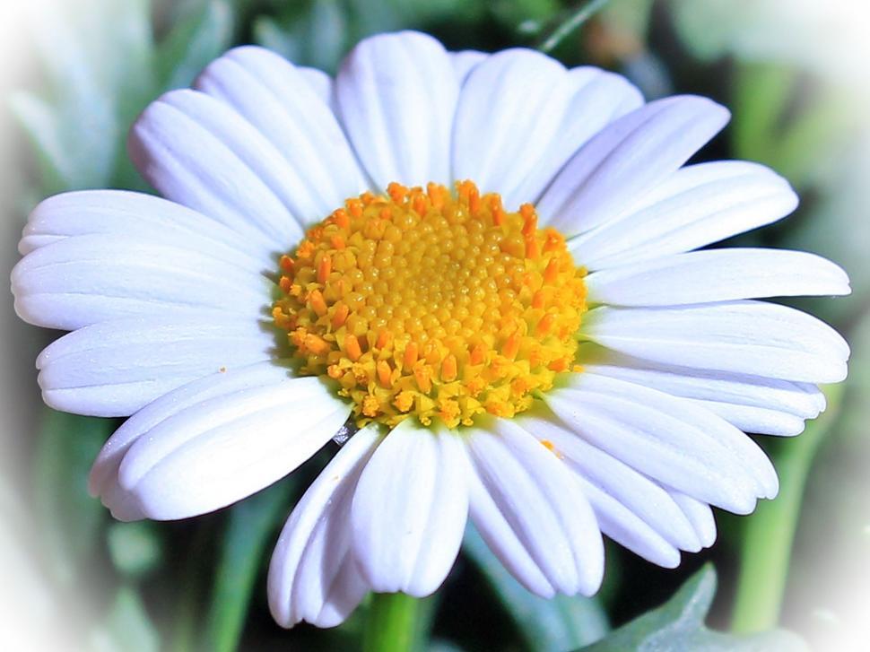 Free Image of White Daisy Flower 